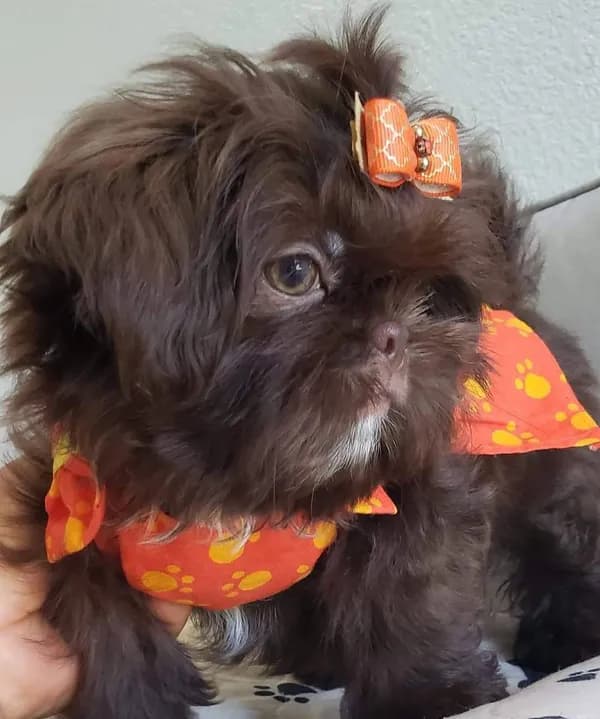 Gracie