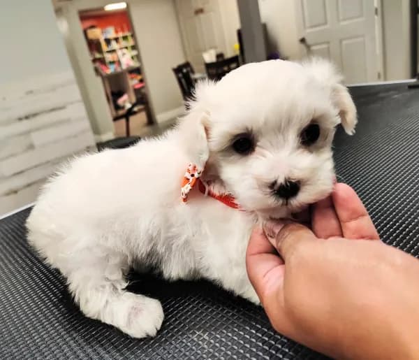 Finn