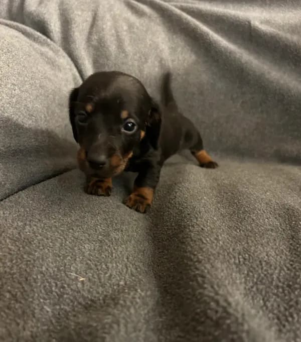 Gingers black and tan female