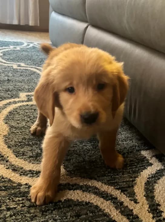 Geno