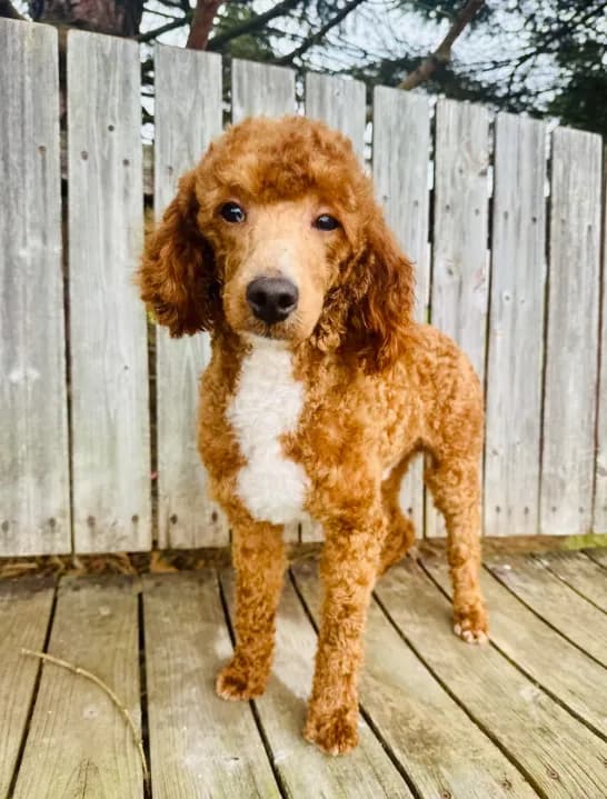 AKC Royal