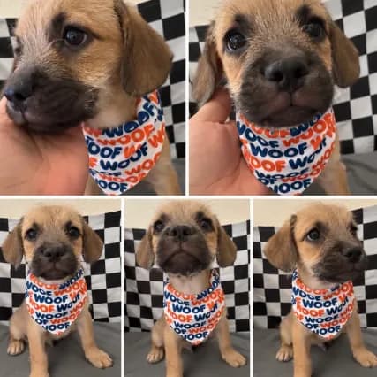 KNOWS TRICKS, POTTY TRAINED & FULLY VACCINATED!