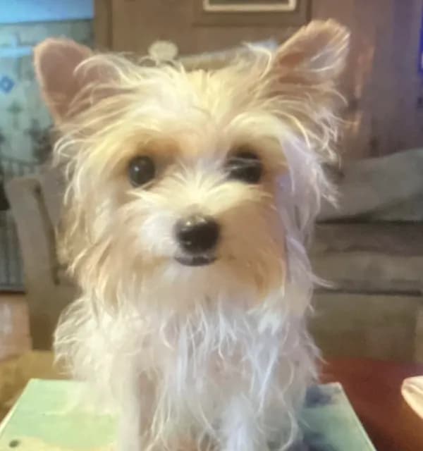 AKC “Cookie” Teacup Parti