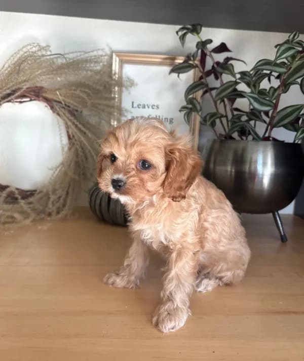 Josie