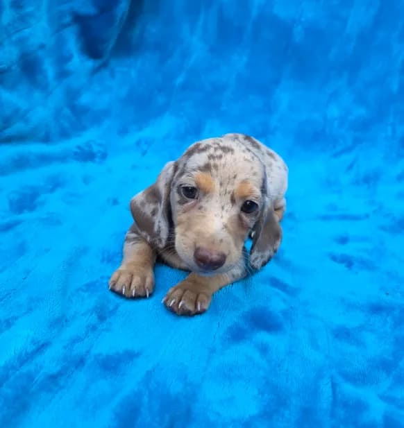 Truffle