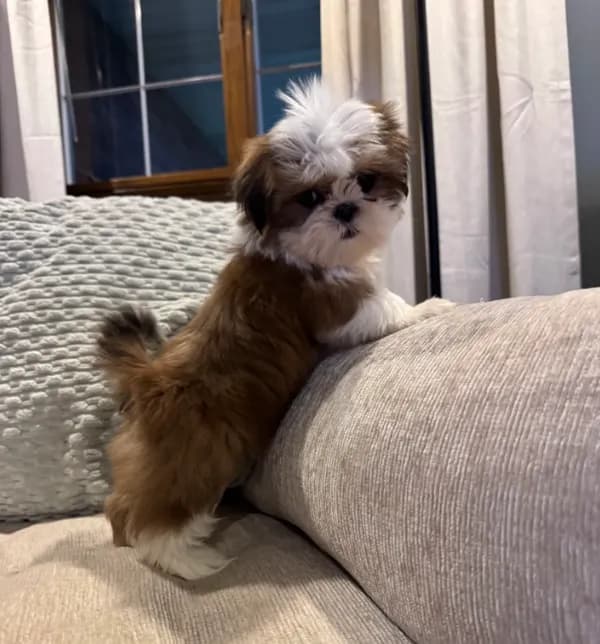 Sadie