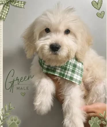 Green Male