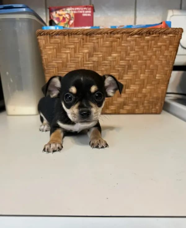 Puppy #3