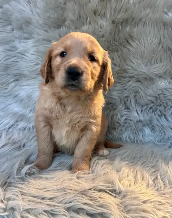 Ella