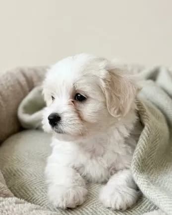 Teddy