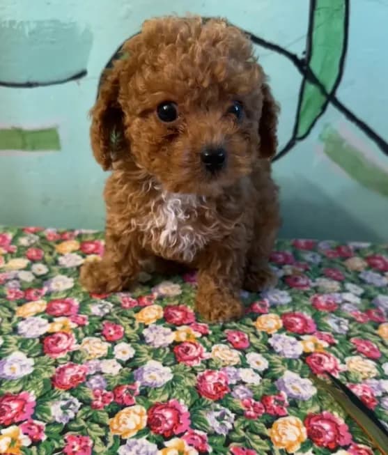 Shihpoo girl