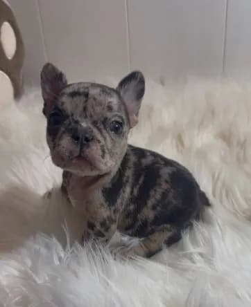 Fiona