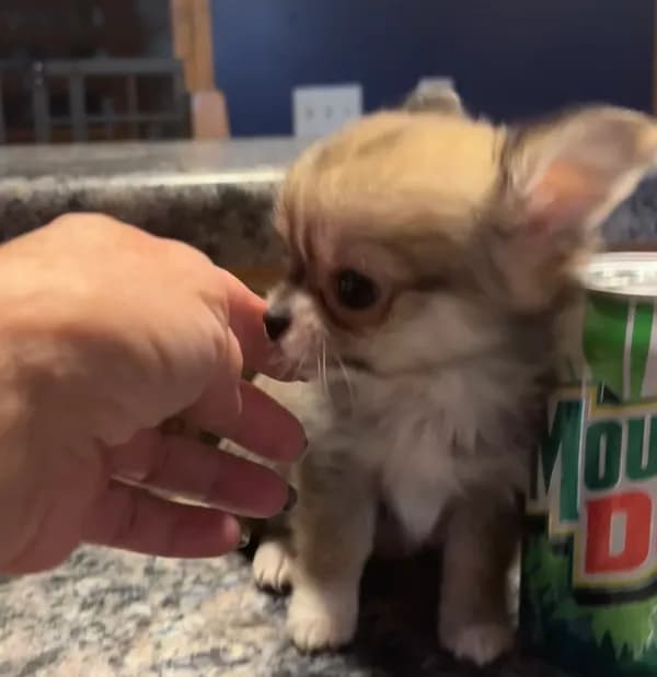 Toto