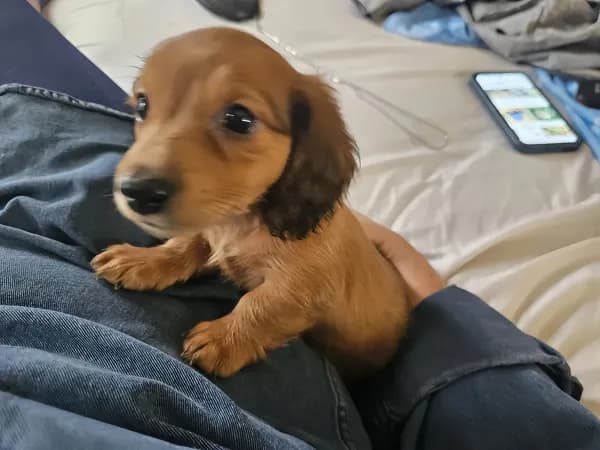 Scooby