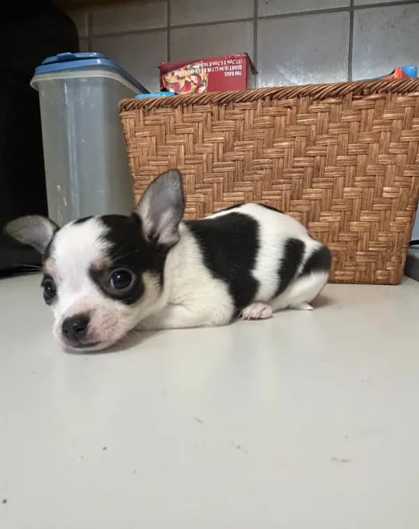 Puppy #4