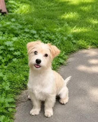 Teddy