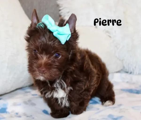 Pierre Dark Chocolate