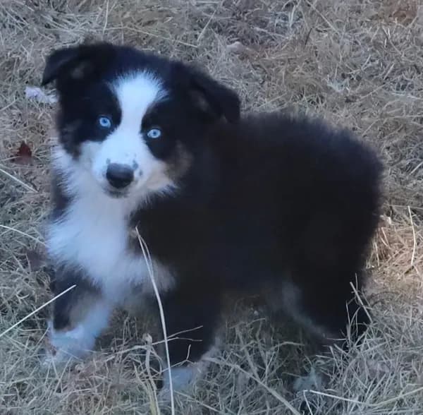 AKC Blue Eyes Champion Line