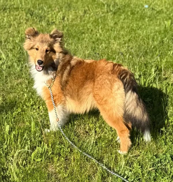Archie