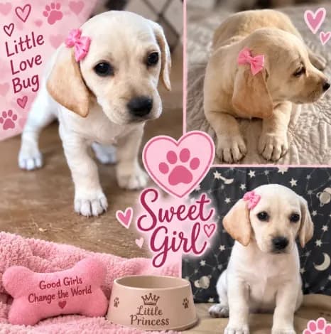 ๐ Mini Dachshund ร Chihuahua โ Sweet Little Girl ๐