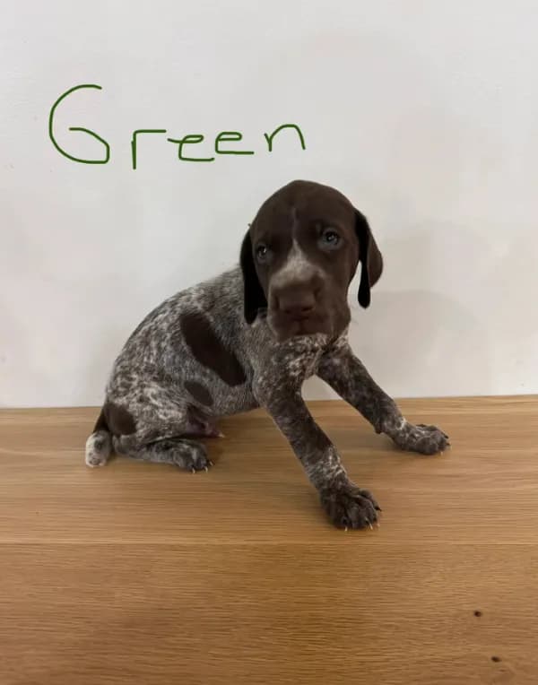 Green boy