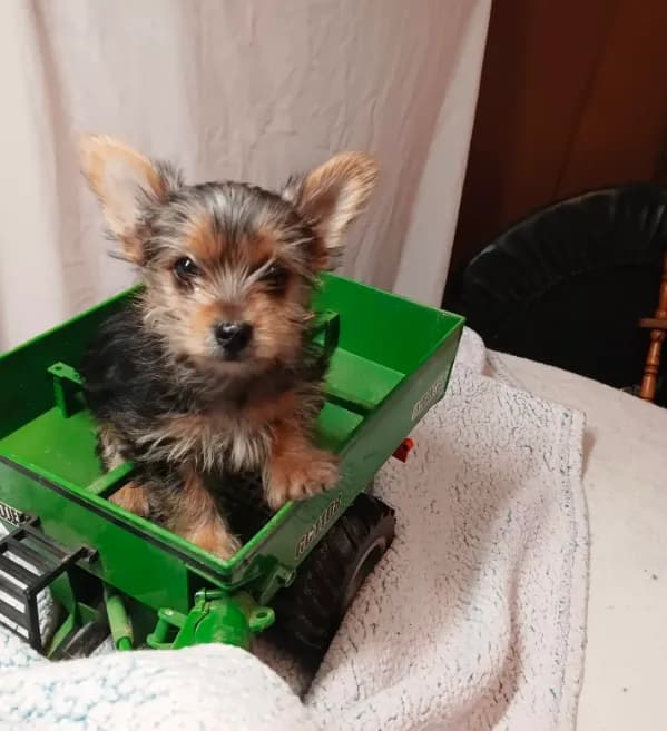 Milo