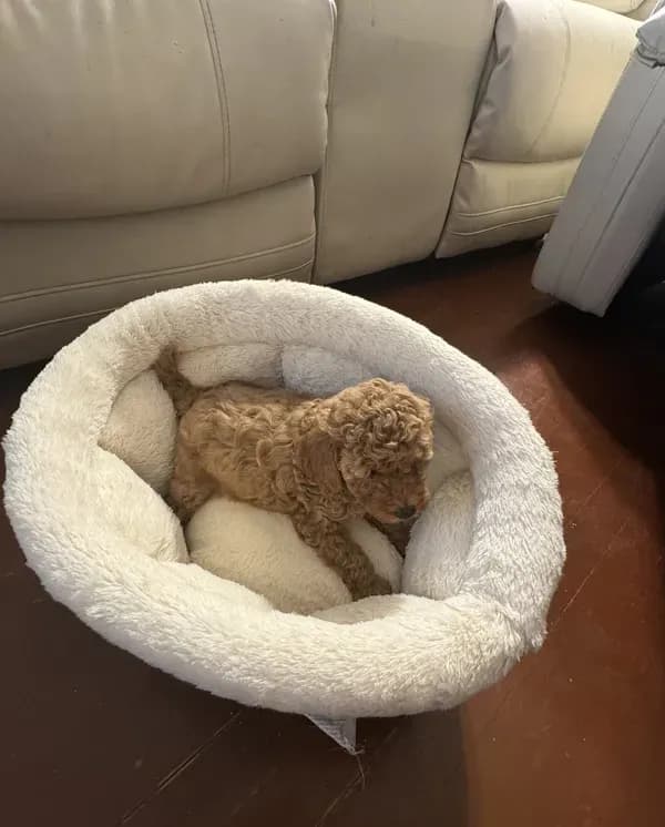 Milo