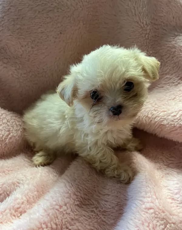 Teeny