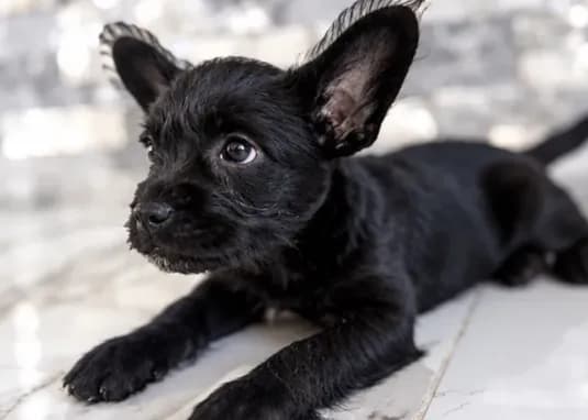 Coco