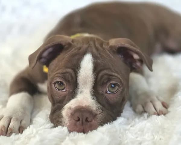 Dory— CKC Canada × CKC USA