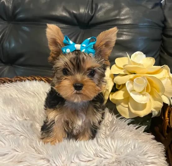 AKC Diva Beautiful mini Yorki🐶💕