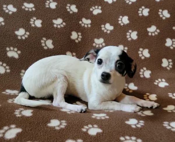 Chico