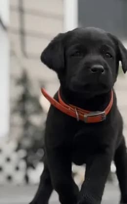 Reggie