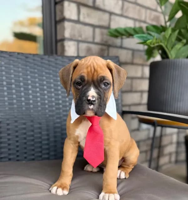 Boxer