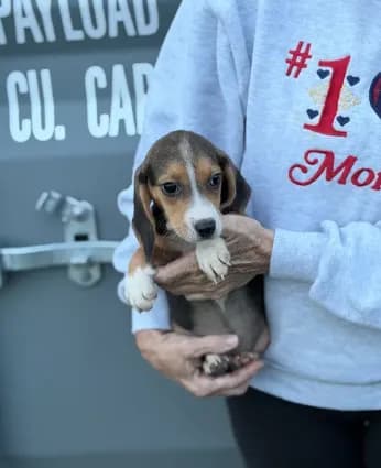 Mini beagle m 1