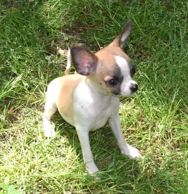 Harley