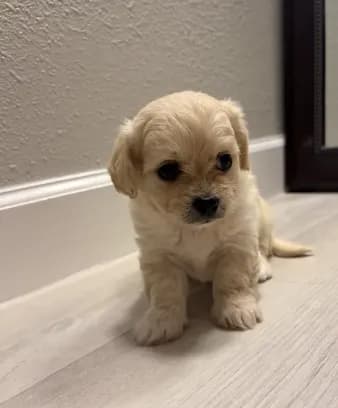 Tiny