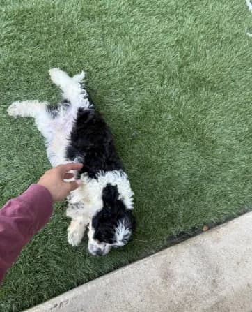 Rufus