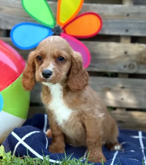 Sawyer