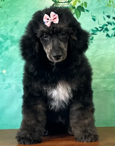 Minnie