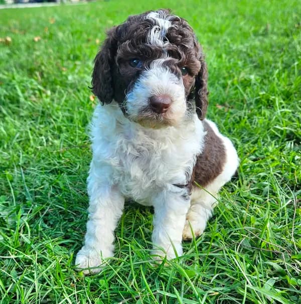 Lilly potty training
