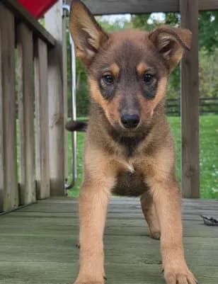 AXLE