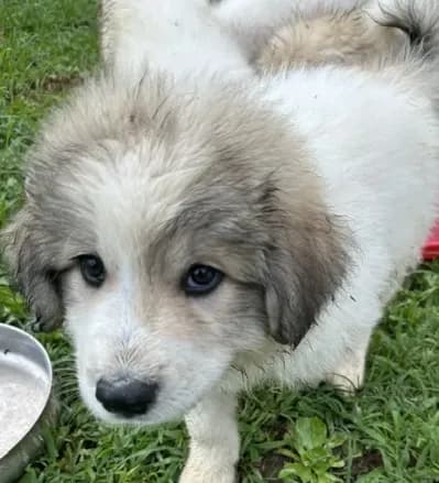 Lassie Boy
