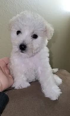Cutie