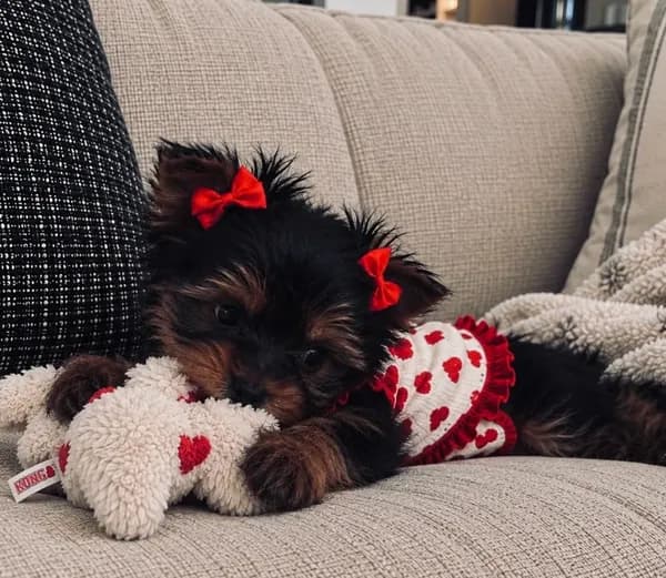 Clover โ Yorkshire Terrier Girl ๐