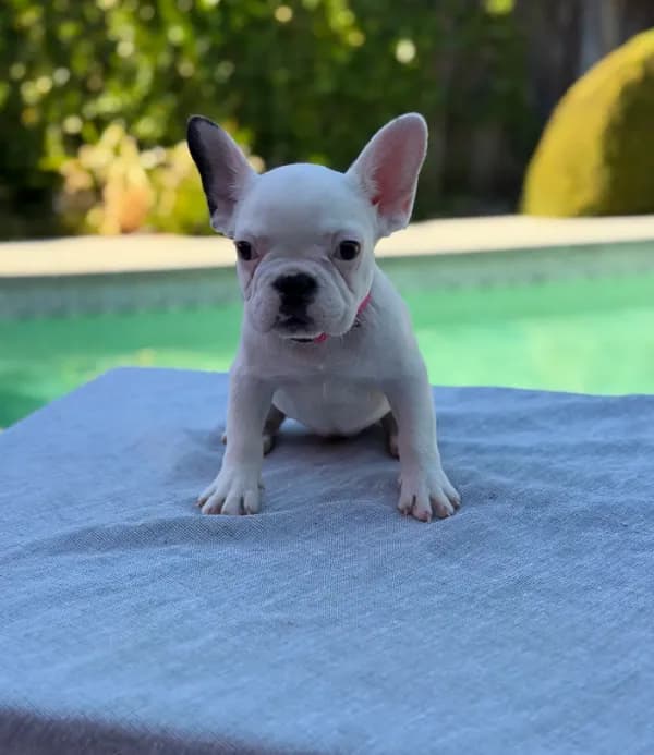 Rosie