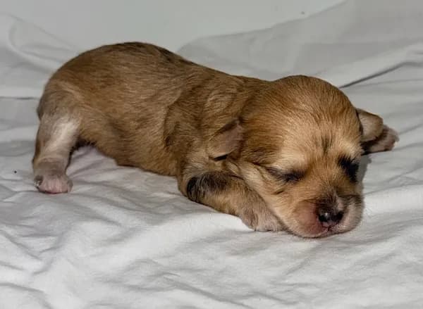 Marley