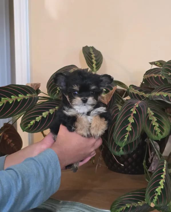 Mingo