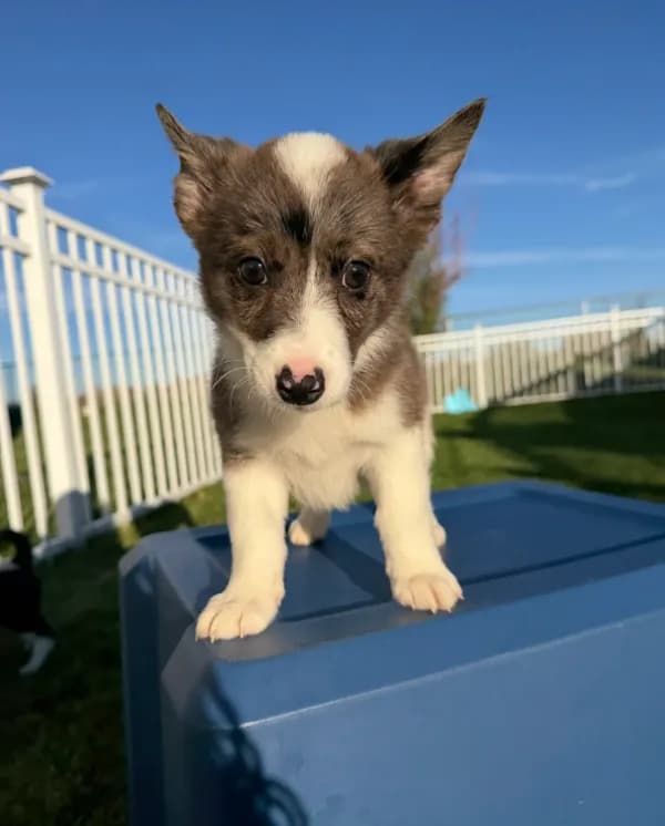Miniature Corgi Heeler Female PUPPIE(S)