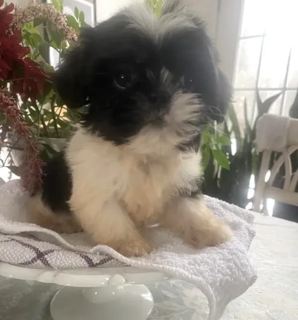 Yoshi